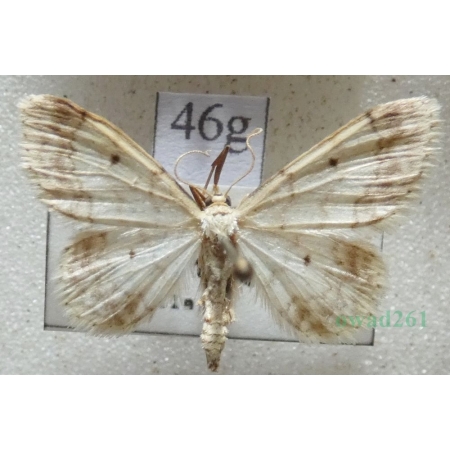 Idaea biselata (Hufnagel, 1767) Krocznik ogrodowiak Czech46g